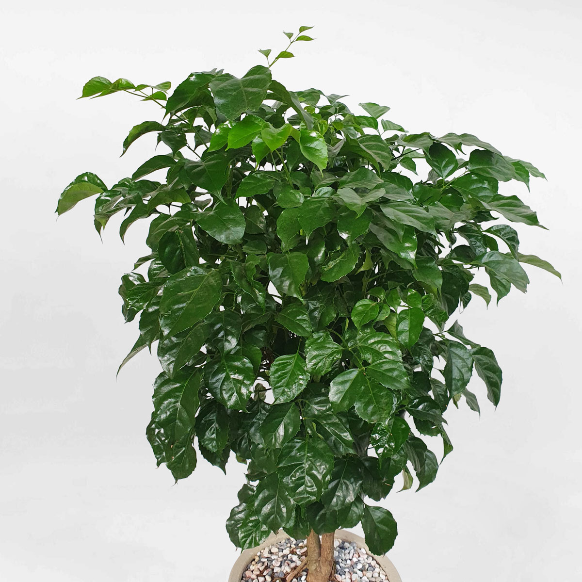 Cây hạnh phúc